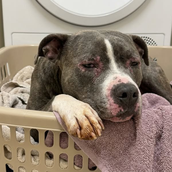 Read This Before Your Next Vet Bill