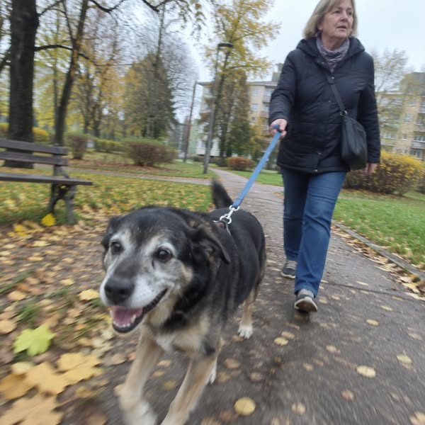 Przeczytaj to jeśli twój pies jest mniej aktywny