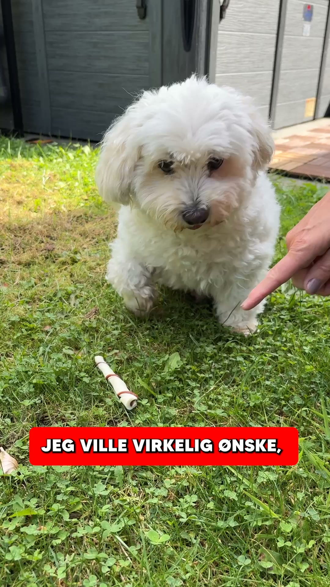 Støt Din Hunds Tænder og Tandkød