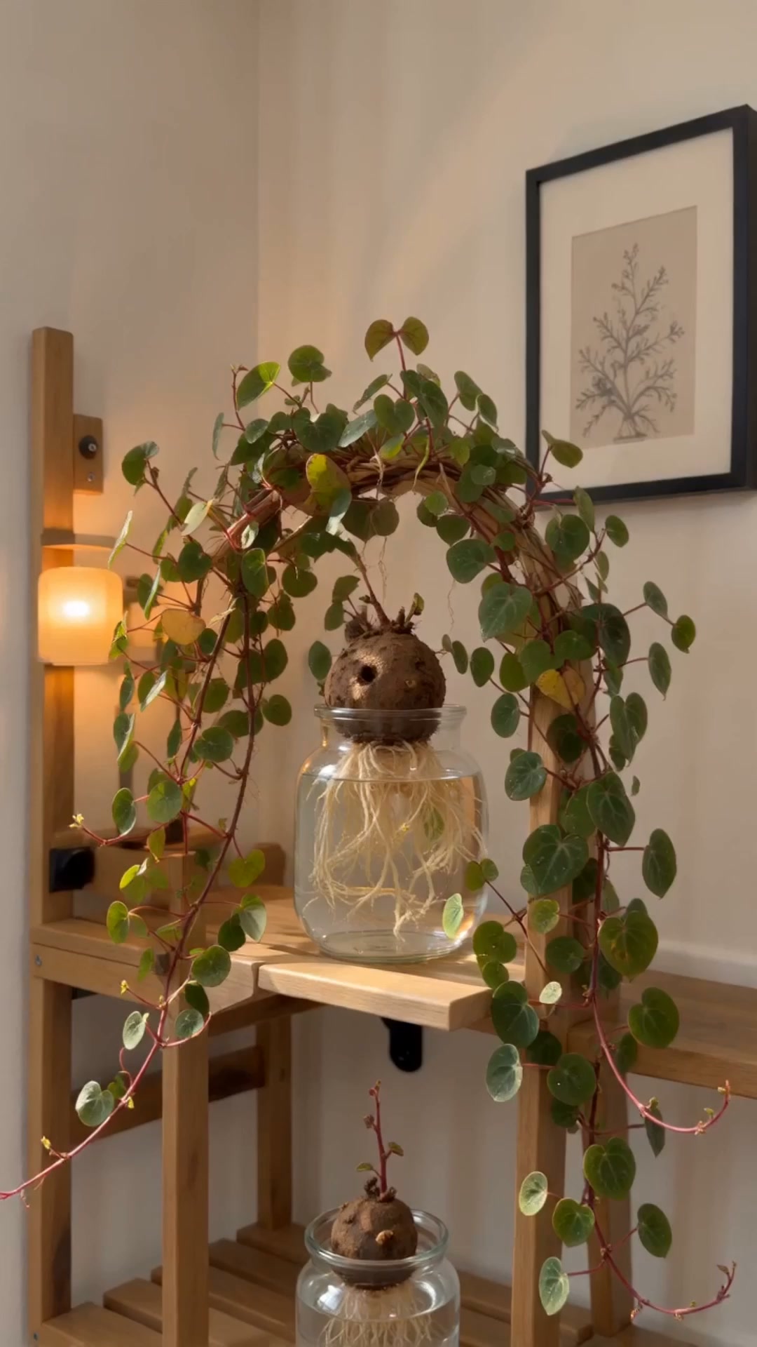 This Rare Plant Is Every Plant Lover's Dream!