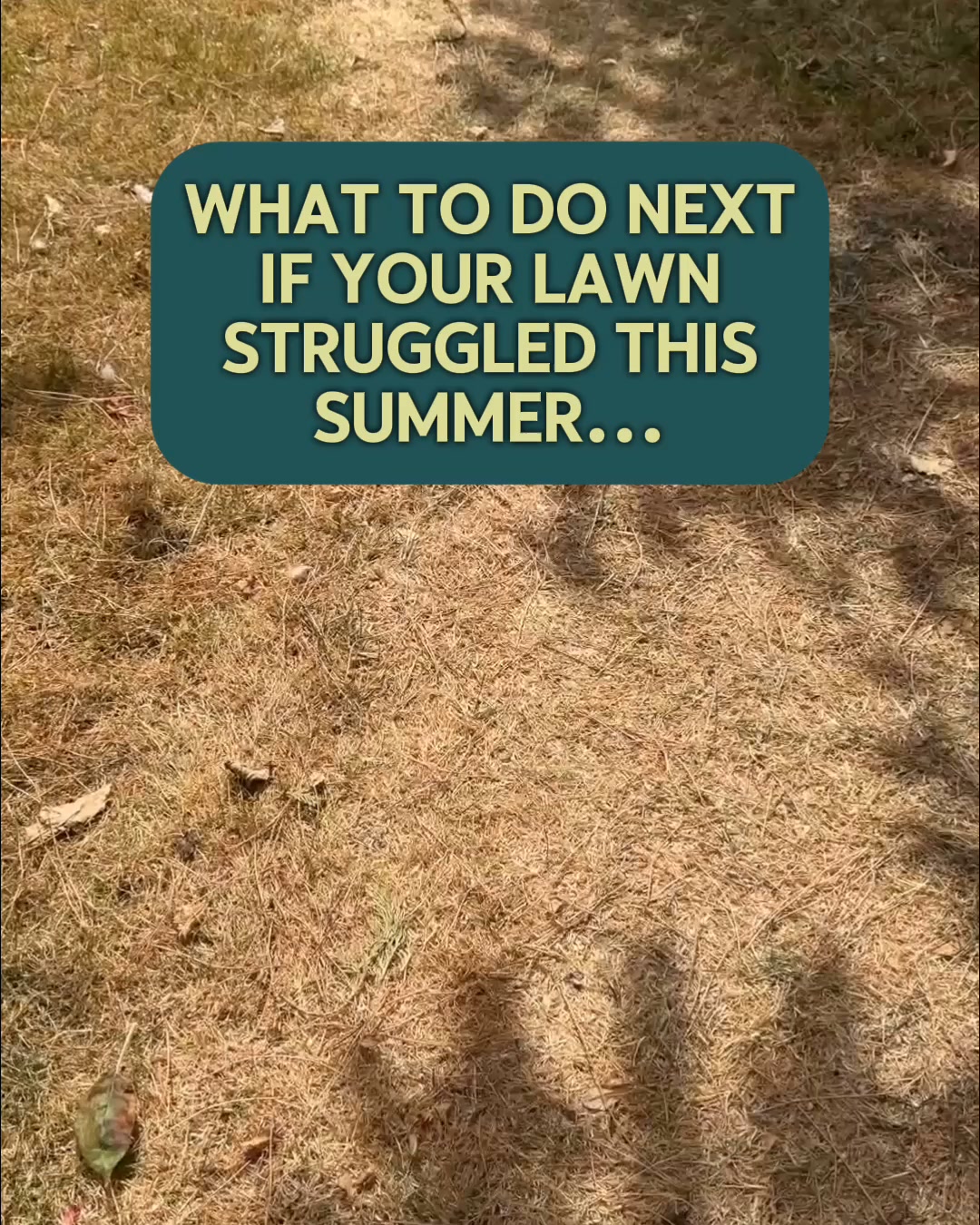 Patchy Grass to Lawn Perfection