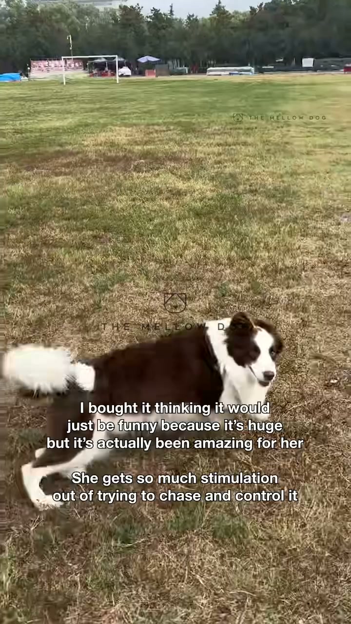 Watch your dog play like they've never played before