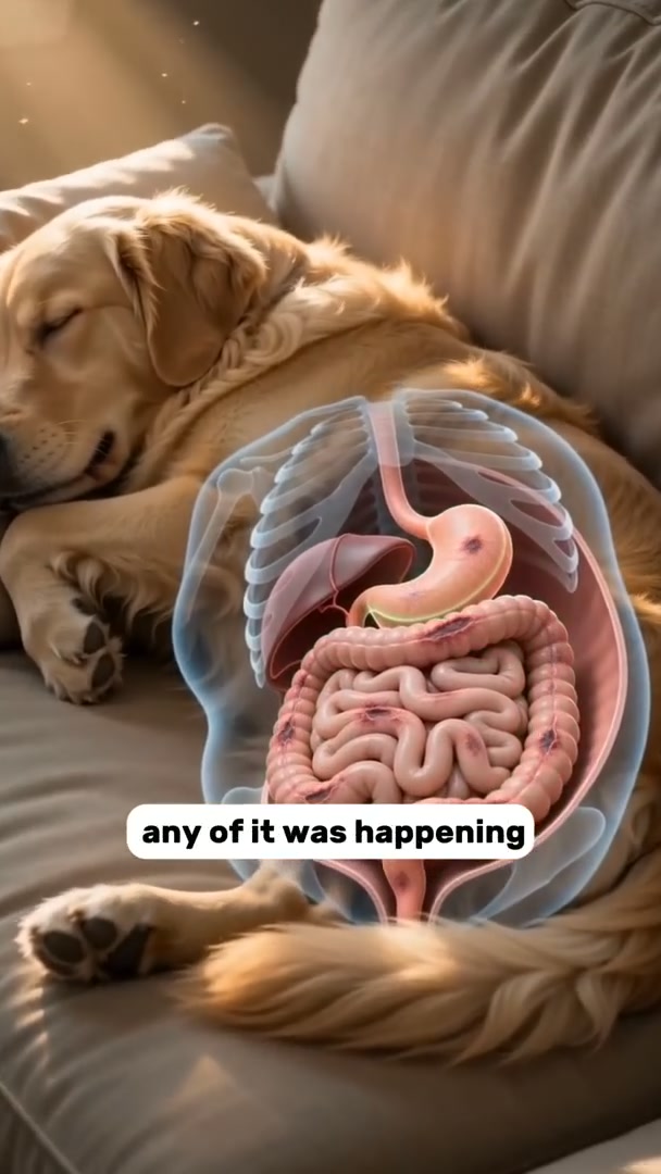 Get the parasites out of your dog