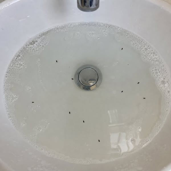 If fleas won't leave your home, this changes everything.