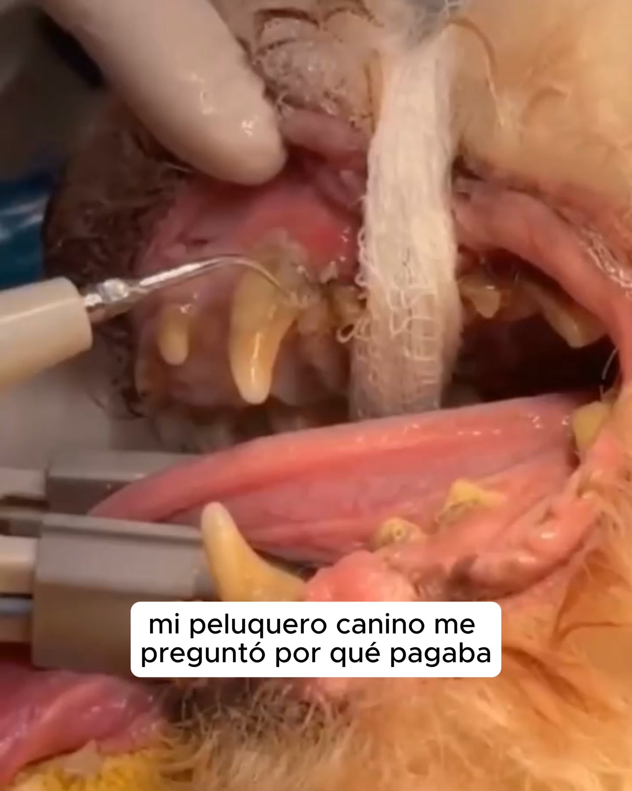Kit Goldoris - Eliminador ultrasónico silencioso de placa y sarro para perros