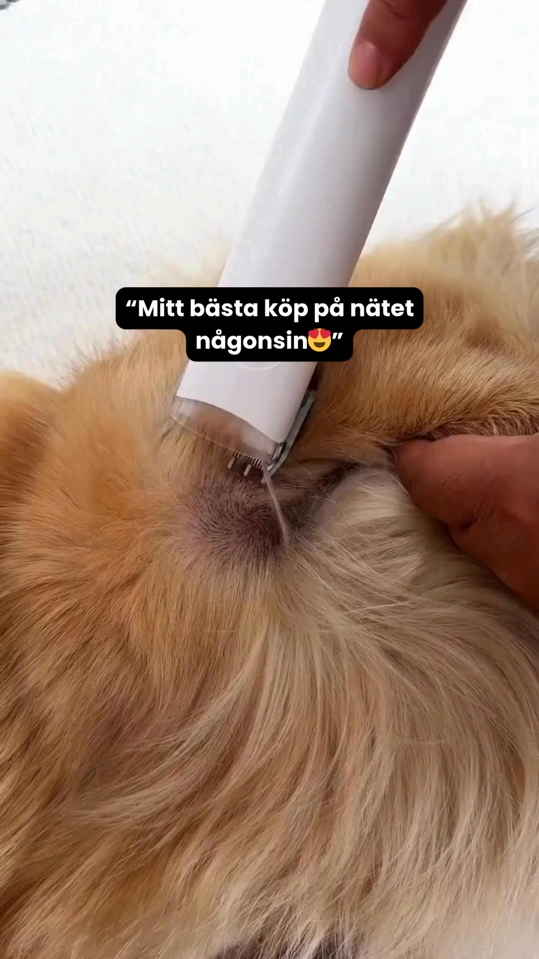 Slipp hundhår överallt hemma