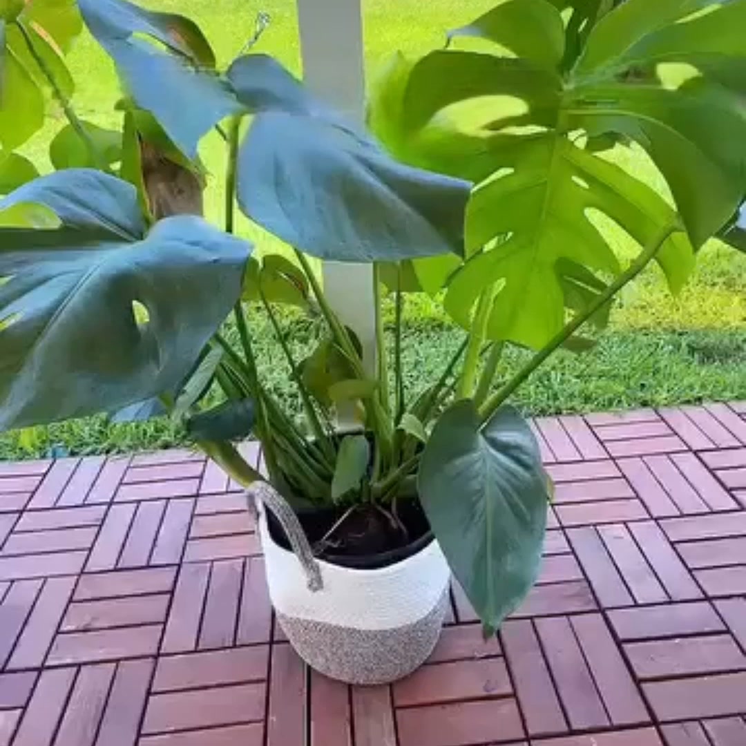 Subtiele steun voor mooiere planten
