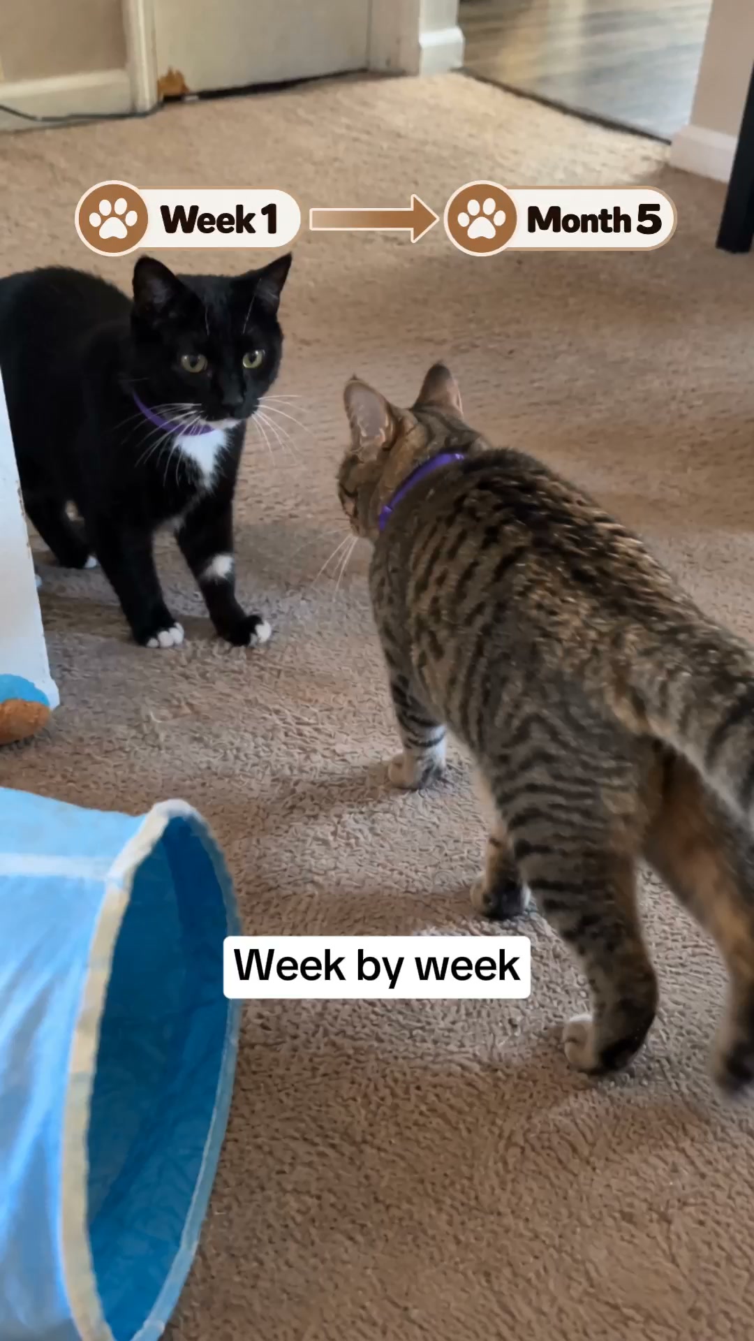 Cats Fighting? Start Here