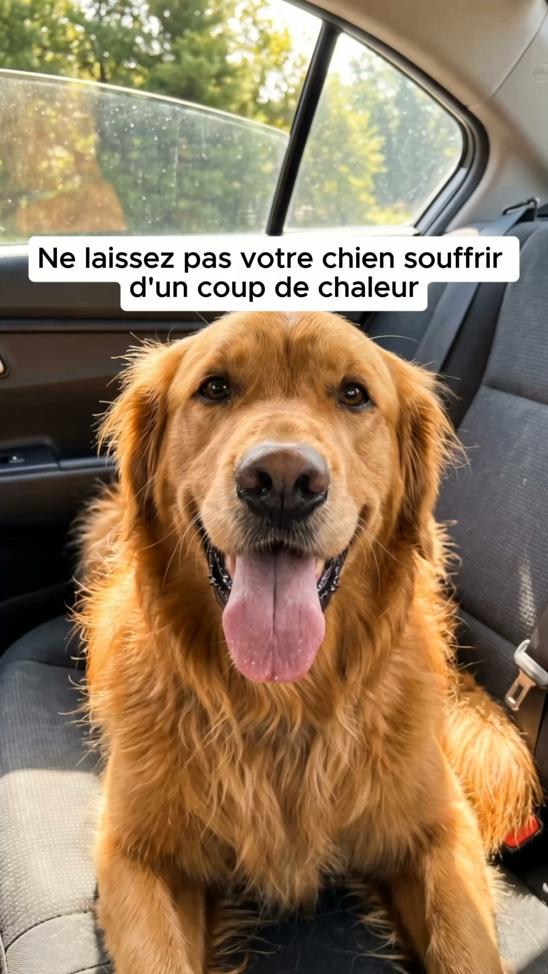 Anúncio de PlattyPaws