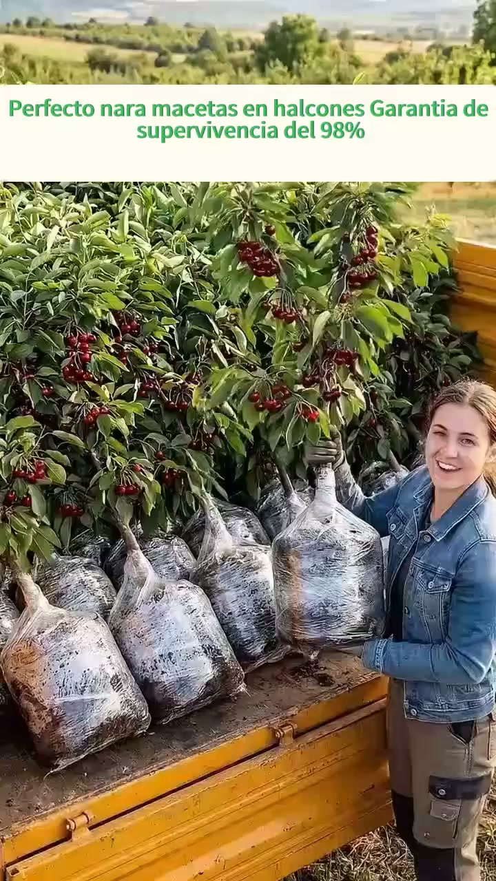 【HAZ CLIC AQUÍ Y CONSIGUE TU CEREZO REGINA PARA COSECHAR EN 5 MESES】