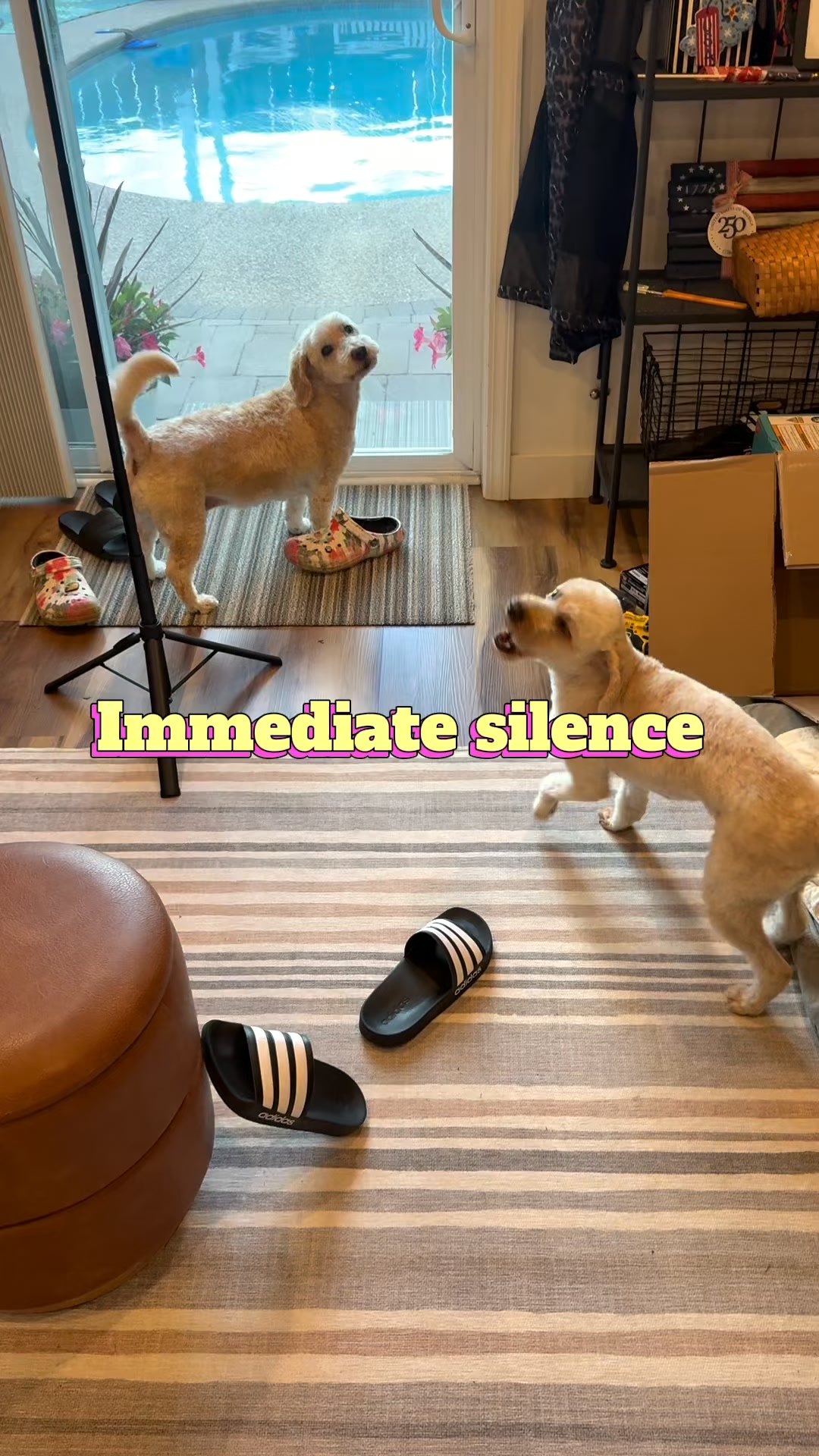 Train Your Dog Gently