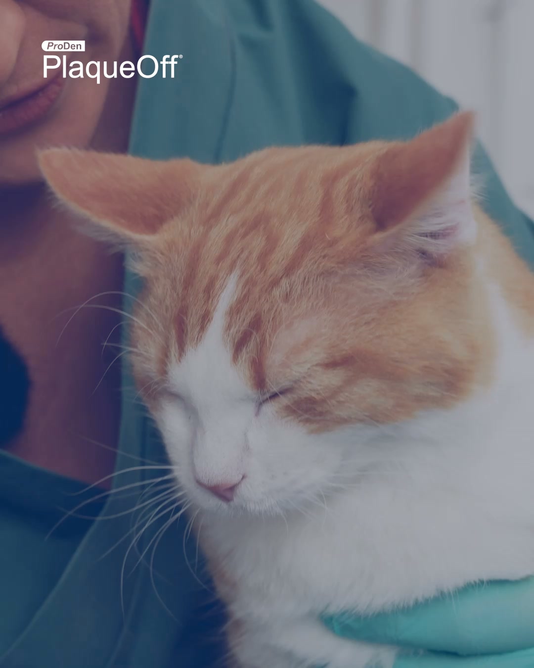 Get a free Dental Guide for your cat!