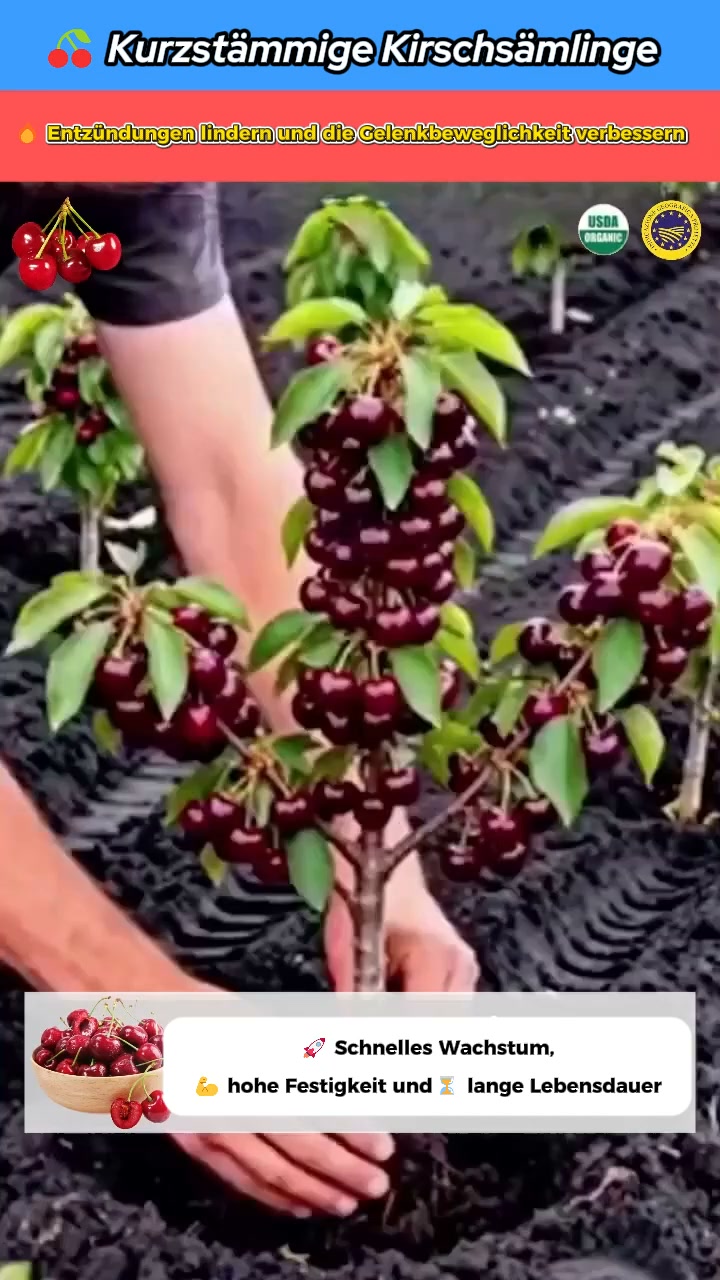 Wollen Sie frische Kirschen aus dem eigenen Garten? Probieren Sie die veredelte Süßkirsche ‚Regina‘!