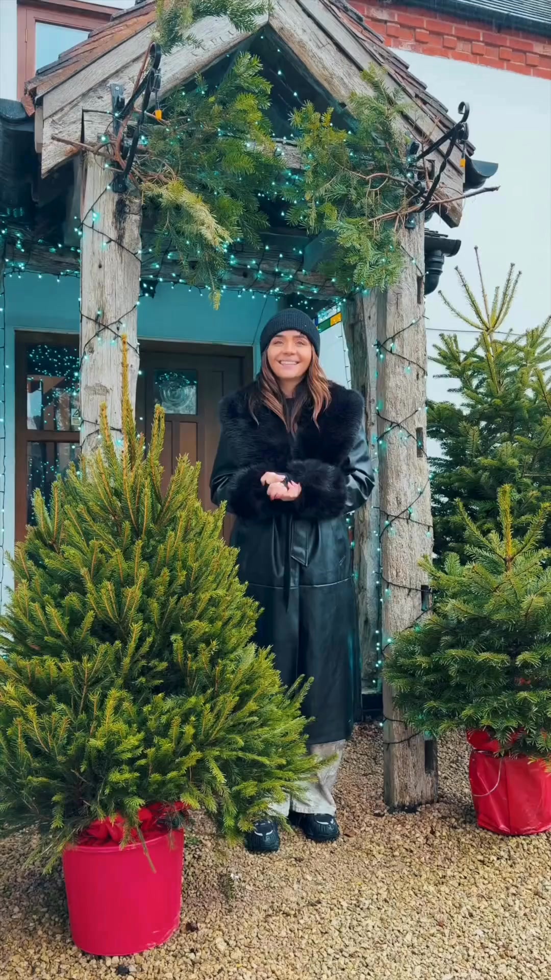 Real, Pot Grown Christmas Trees