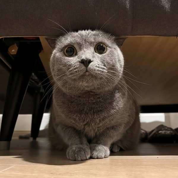 PLEASE Read this if you love your cat