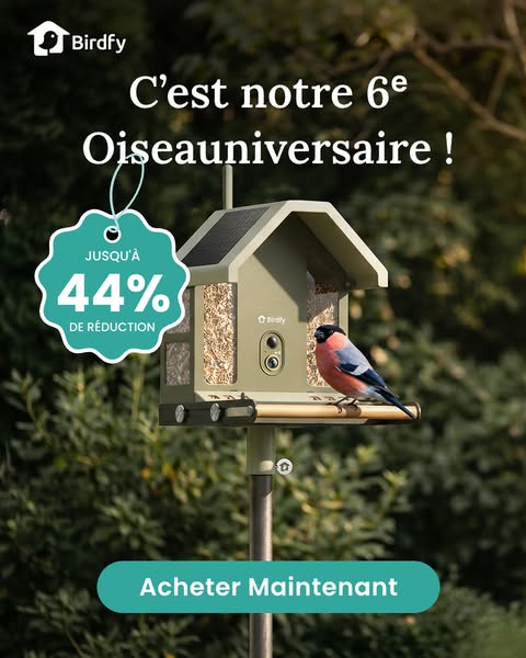 Birdfy Feeder Metal 2 (4K) | Aucune distorsion. Pure nature.