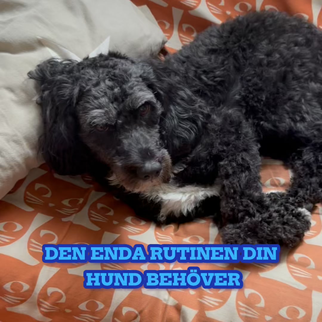 Stoppa din hunds klåda