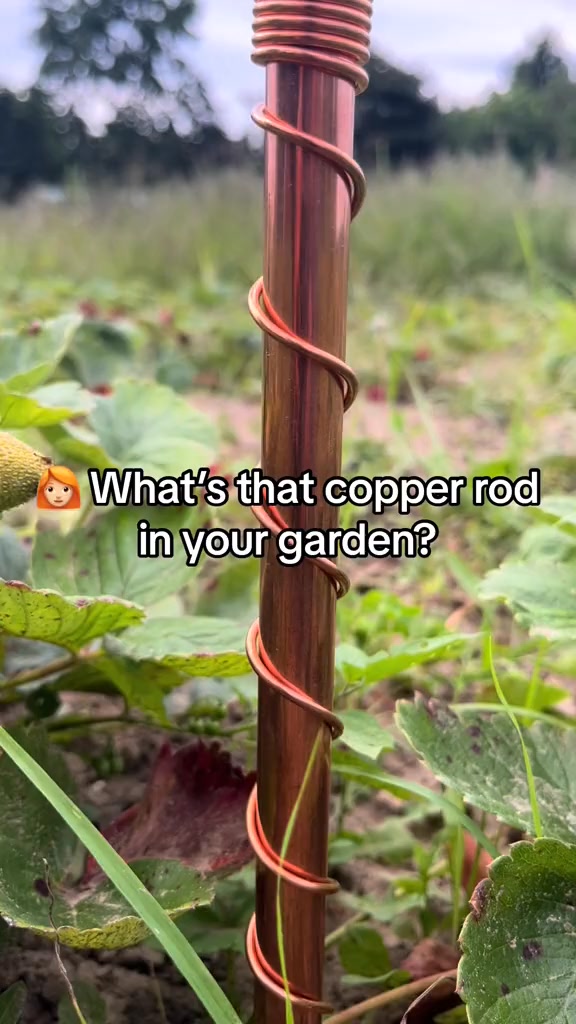 Copper Electroculture Stakes – Eco-Friendly Natural Plant Growth Boost