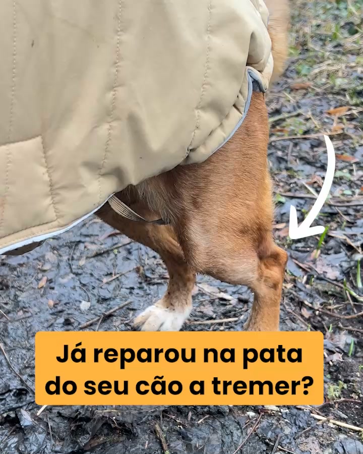 Pastilhas para o cuidado das articulações