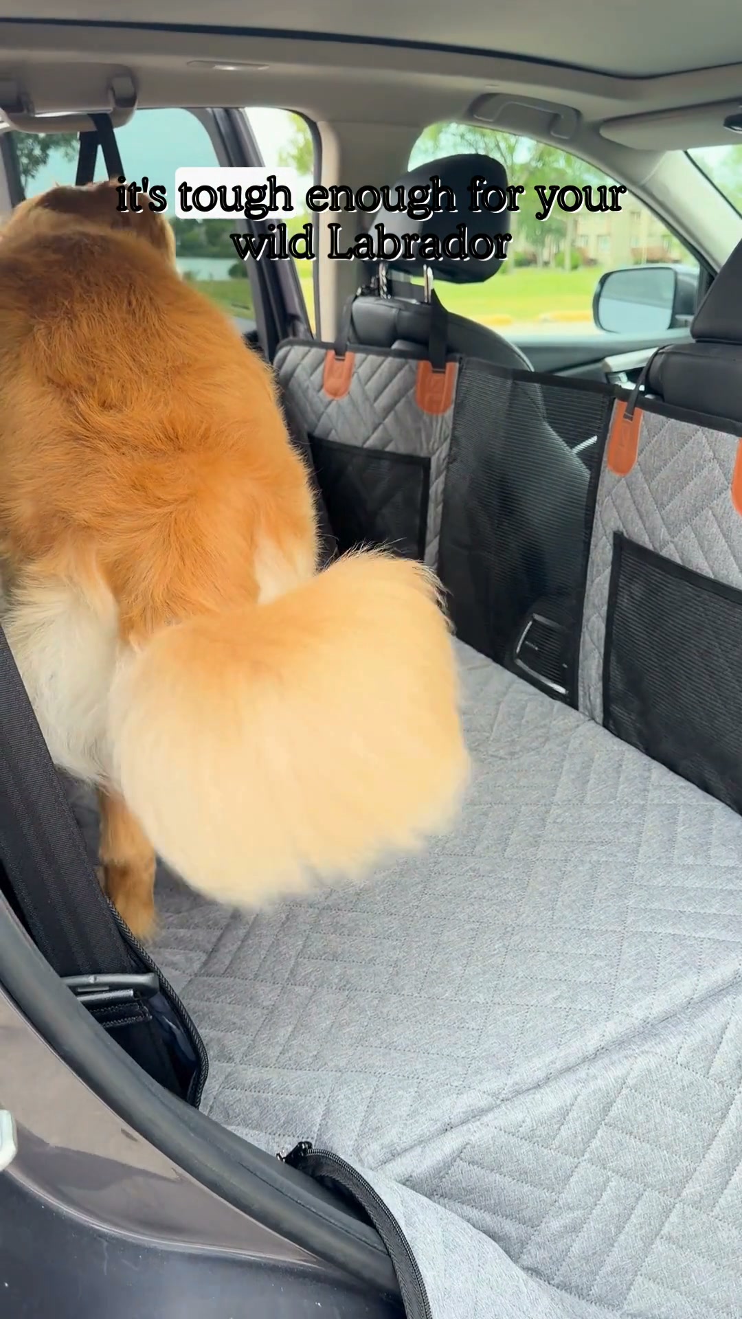 Your Pup’s New Favorite Spot