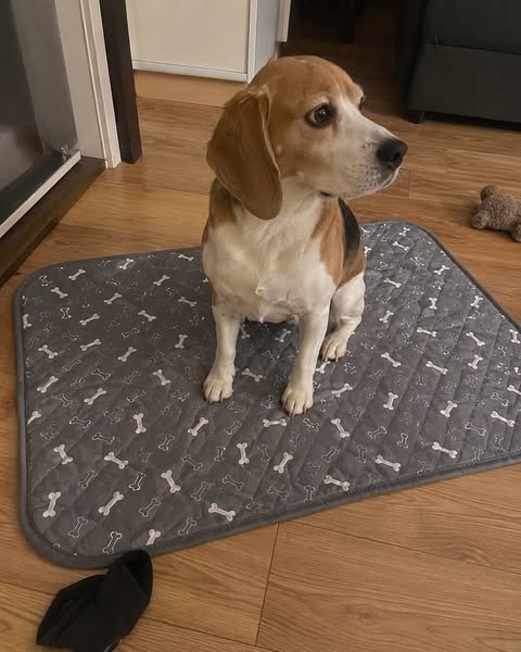 The Last Pee Pad You'll Buy
