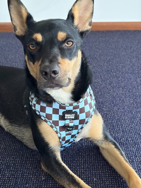 Harnesses Your Dog Can Wear All Day