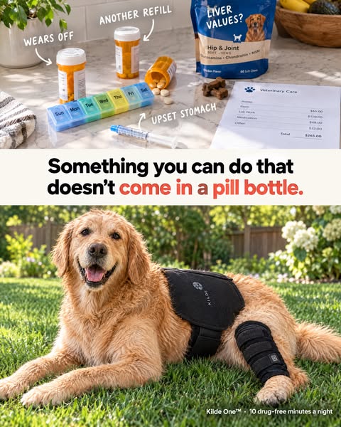 When Your Dog Can’t Have Pain Meds Anymore