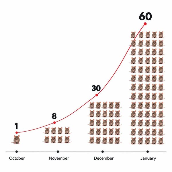 1 Mouse in September. Do the Maths. By Christmas, You'll Have 60.