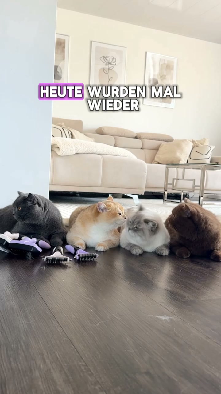 Die Bürste, die deine Katze akzeptiert