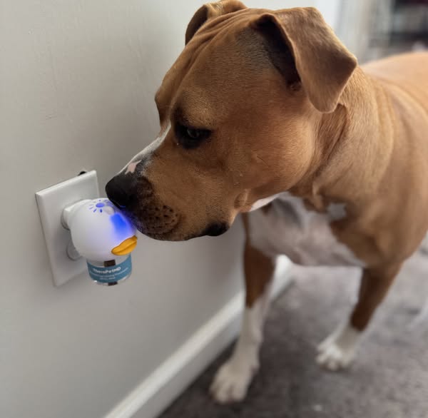 What Really Happens After You Plug in TheraPet…