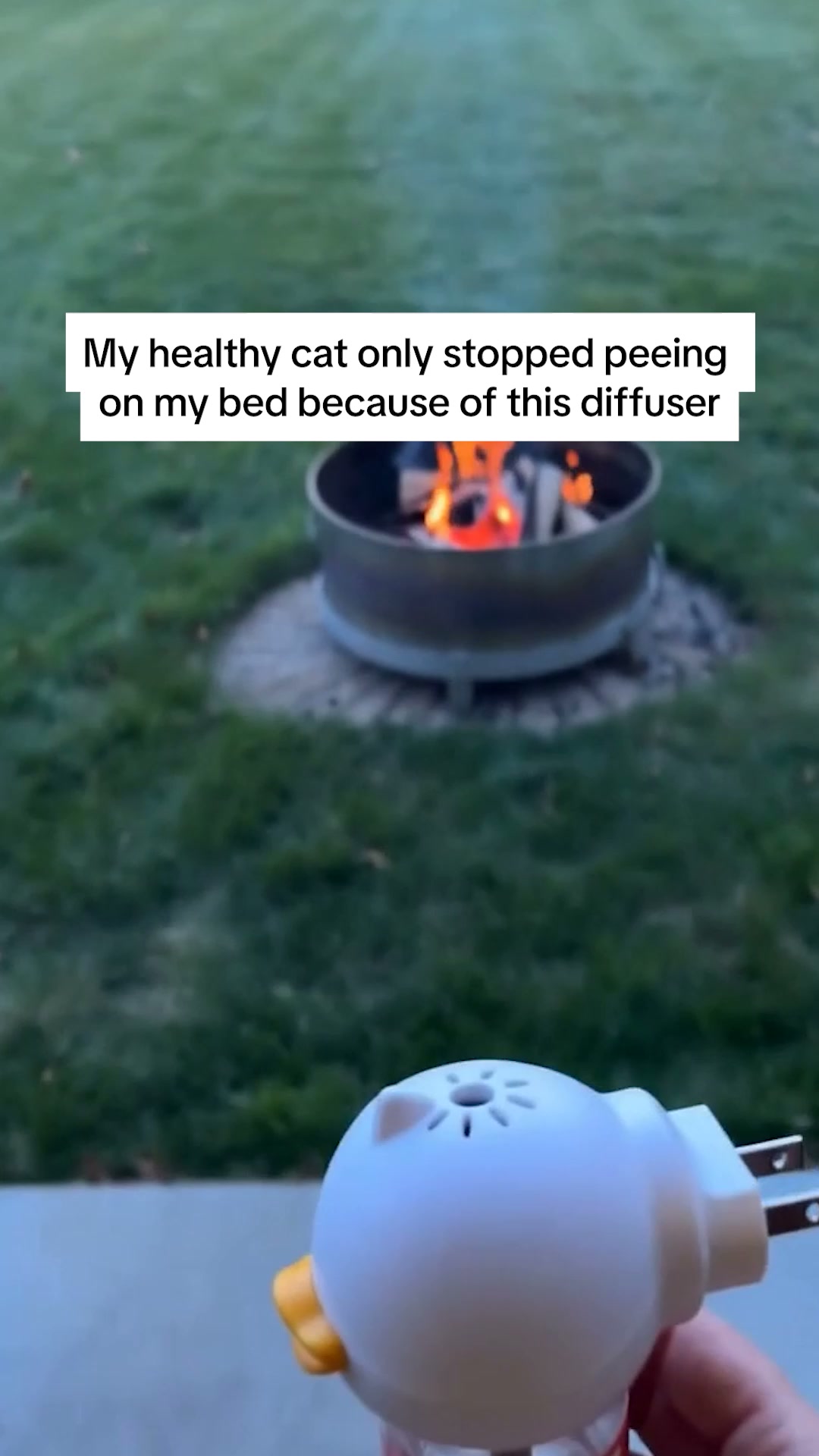 Help your anxious cats feel safe and calm