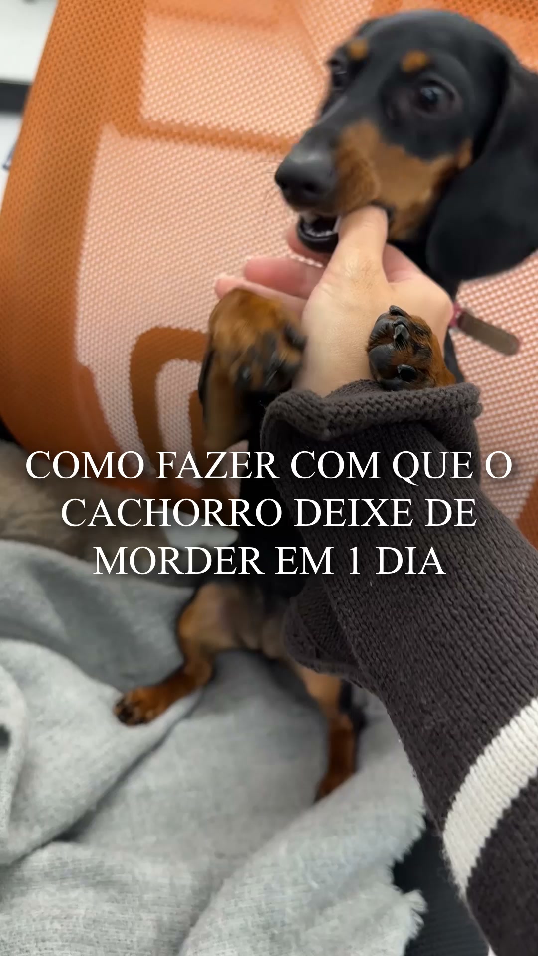 O plano nº1 para você e seu cão