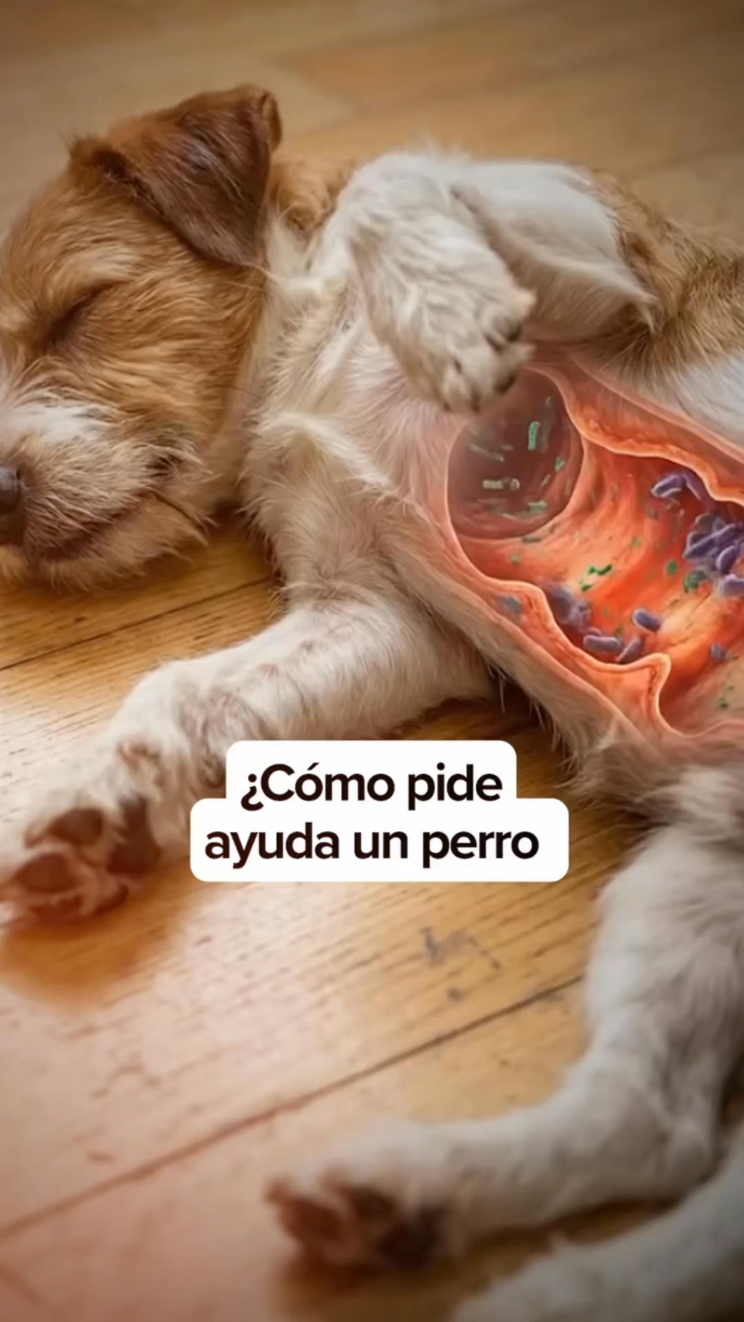+50.000 perros ya lo usan