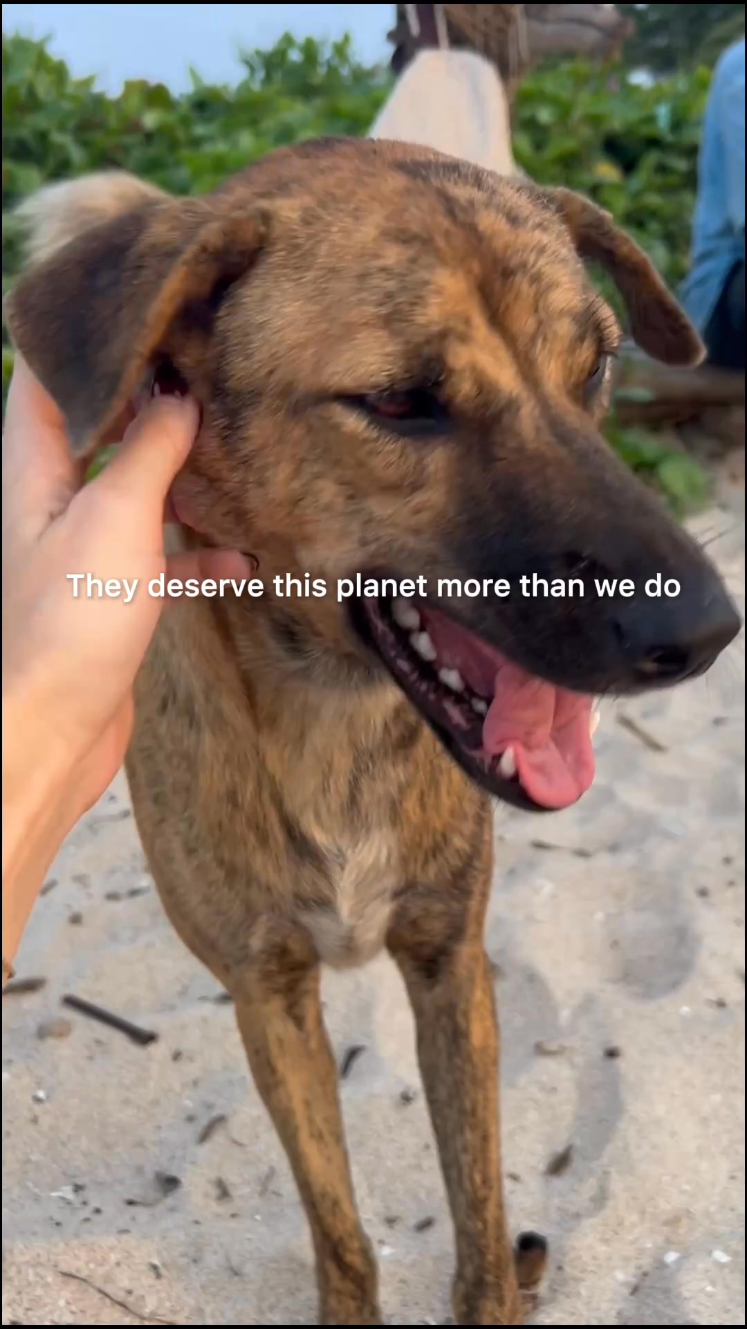 Rescue Paws Bracelet