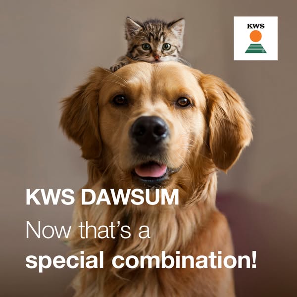 KWS Dawsum