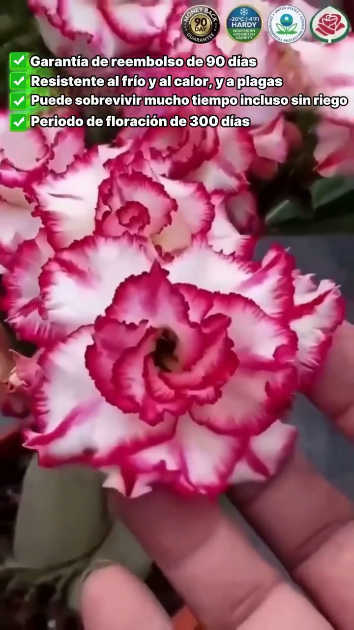 【HAZ CLIC AQUÍ Y CONSIGUE TUS BULBOS DE ROSA DEL DESIERTO CON ENVÍO GRATIS】