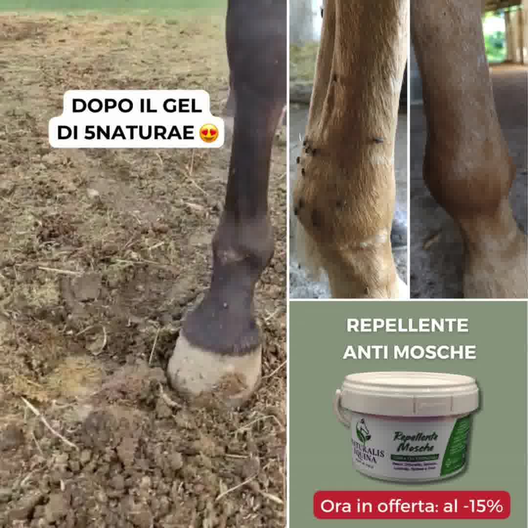 Gel anti-mosche