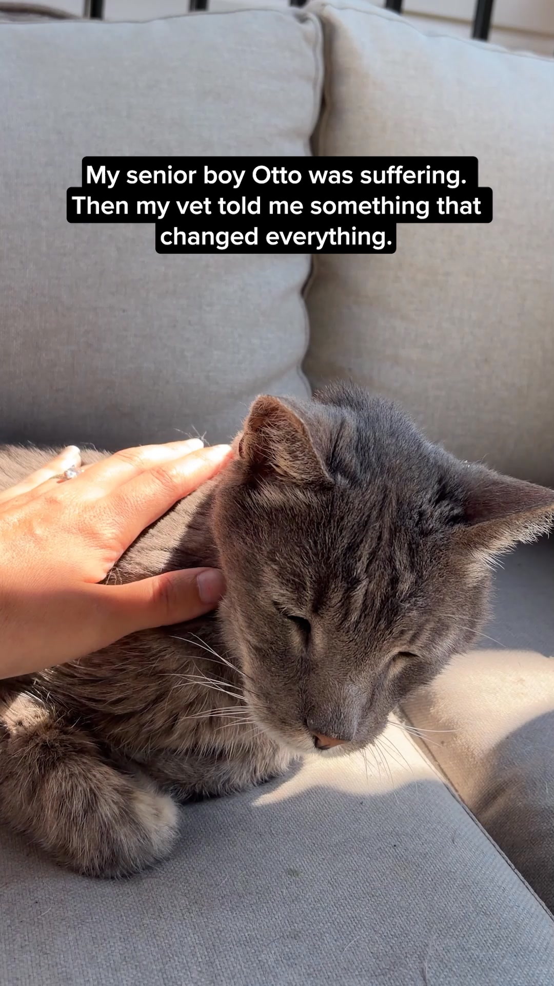 100% fresh meat for healthy cats