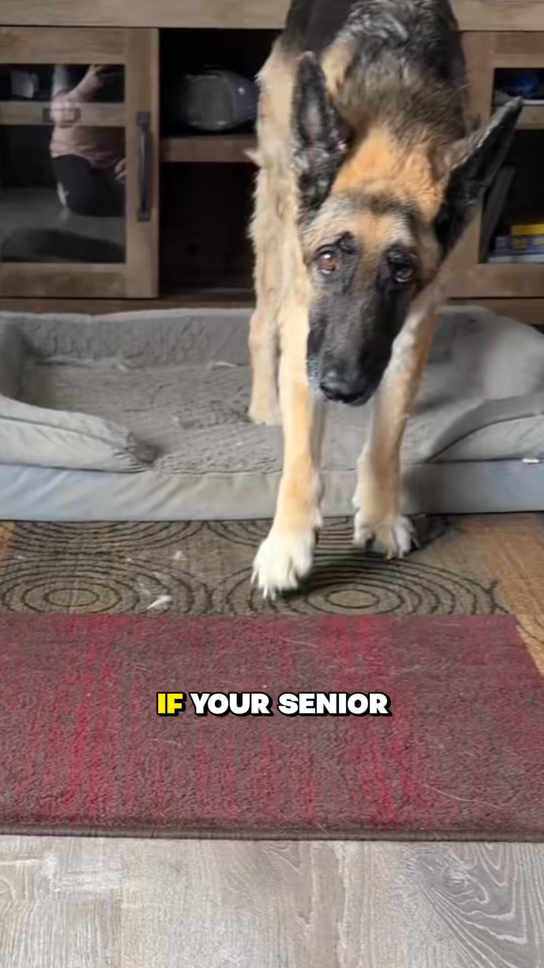 Not just for puppies. For every dog who needs comfort.