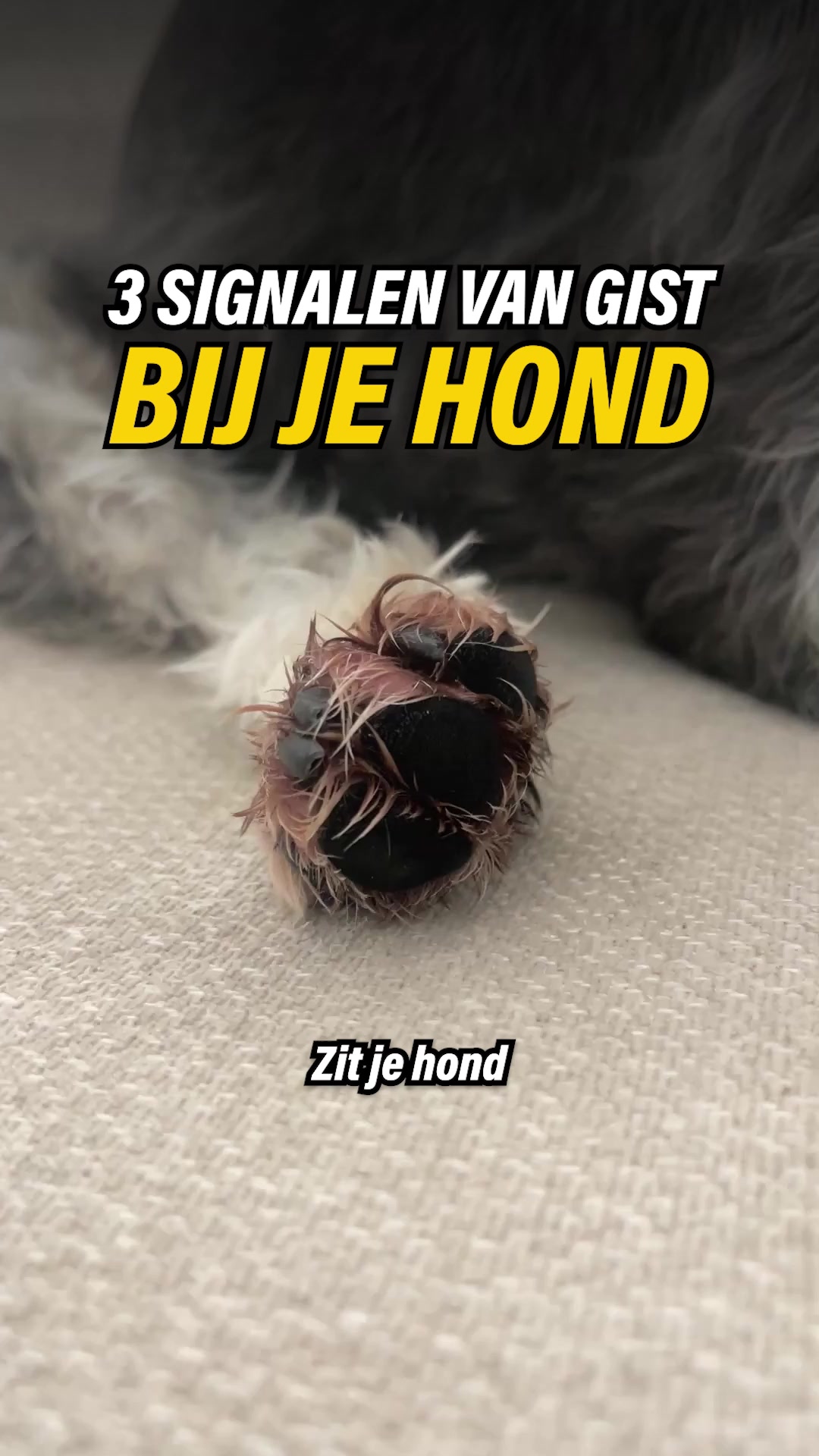 3 Tekenen Dat Je Hond Gevaar Loopt