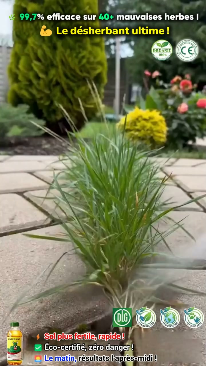 Désherbage puissant : éliminez les mauvaises herbes jusqu’à la racine