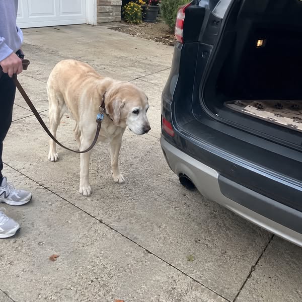 Why I Didn't Do TPLO On My Own Dog