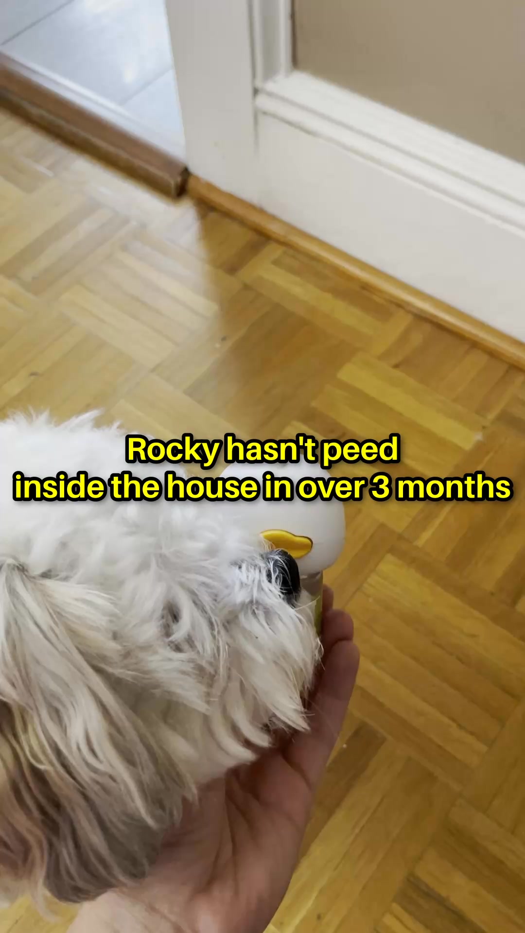 Help your anxious dog feel safe and calm