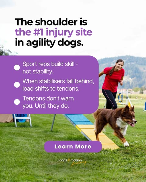 Shoulder Strength for Sport & Active Dogs