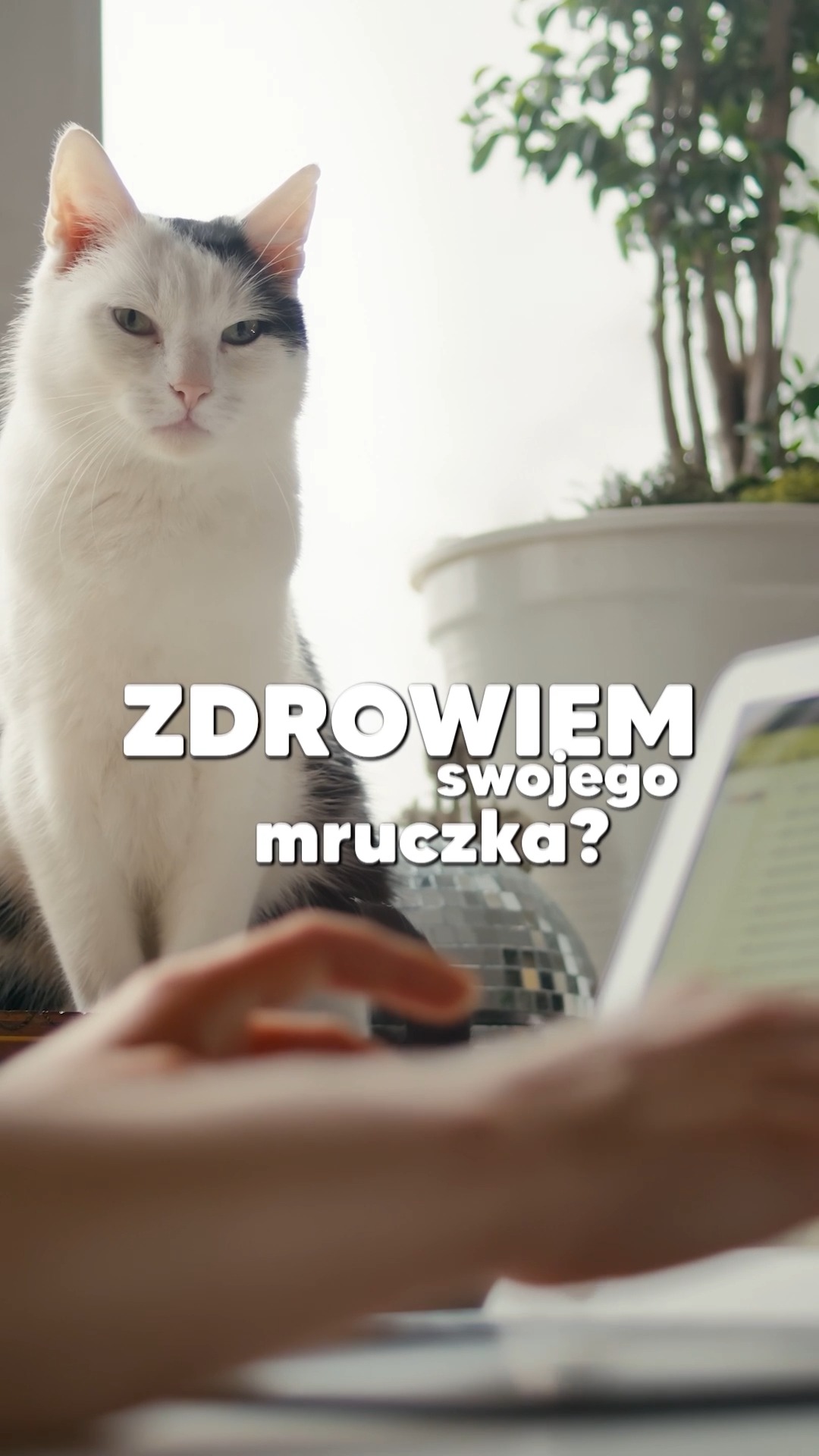 "Zero zapachu z kuwety"