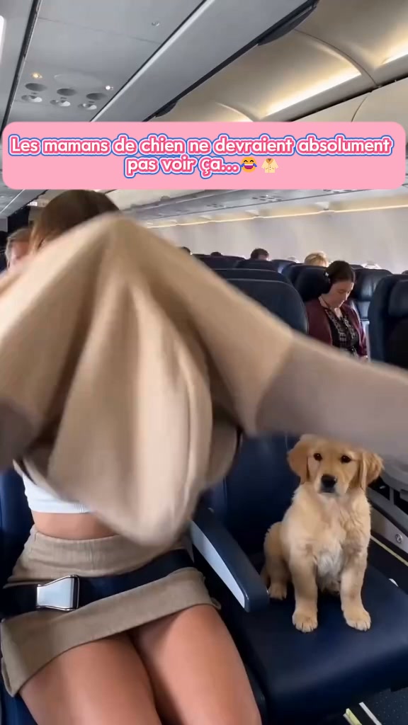 Livraison gratuite Sweat à capuche douillet pour animaux – avec poche intégrée pour chats et petits chiens