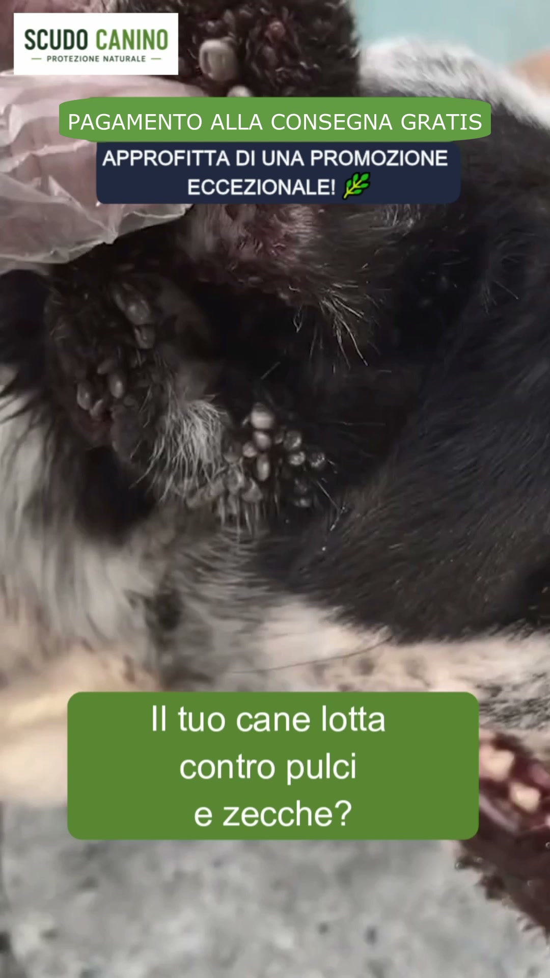 Ti sei mai chiesto cosa c'è davvero sul pelo del tuo cane?