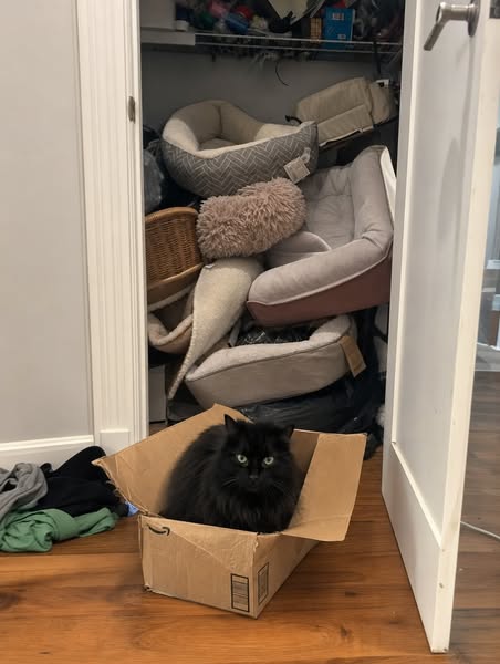 I Bought 6 Cat Beds. My Cat Chose the Box.