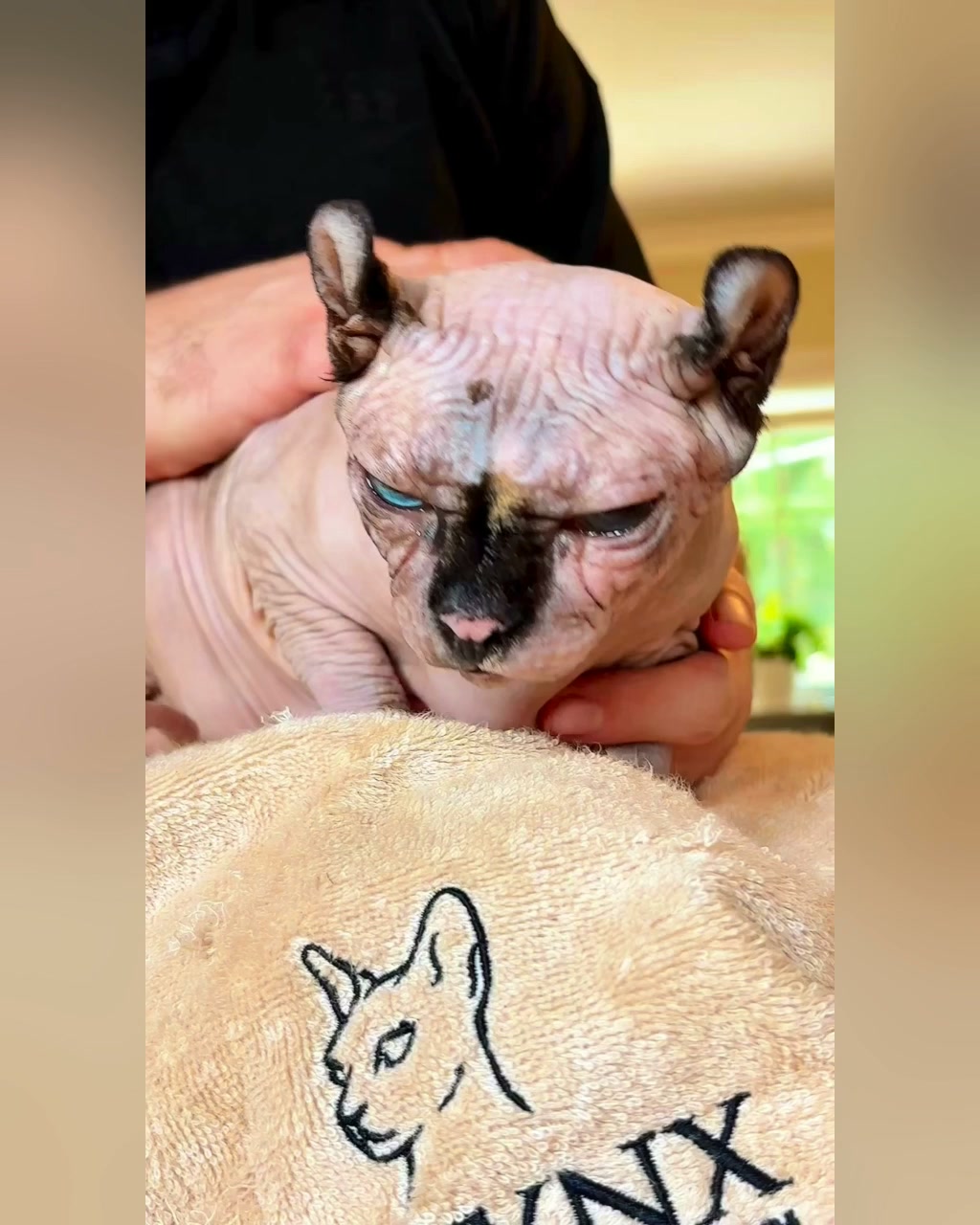 15% Off Sphynx Skincare