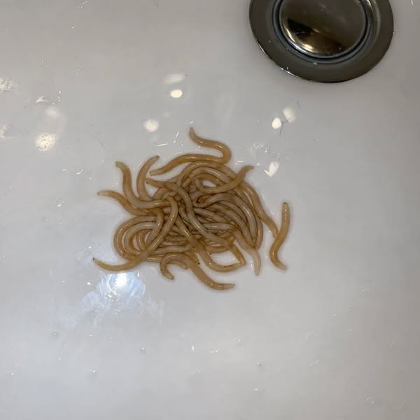 Vomitó gusanos vivos. Y no sale de casa.